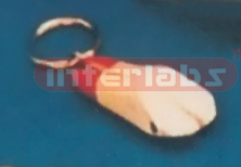 DENS INCISIVUS MEDIALIS KEY RING